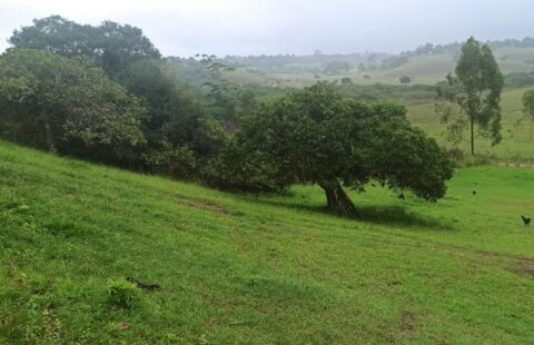 Sítio com 5,5 hectares