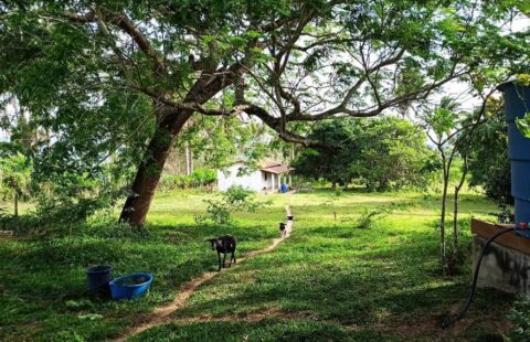 Sitio com 4 Hectares