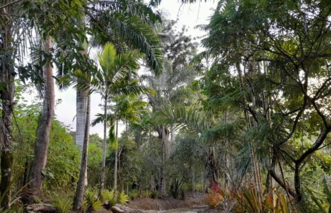 Sitio com 4,5 Hectares